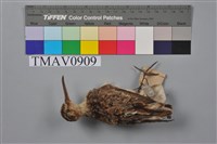 藏品(闊嘴鷸)的圖片